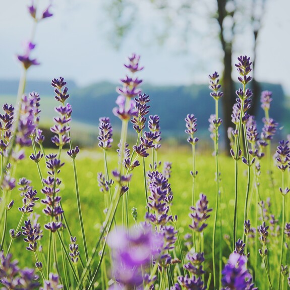 Lavendelblumen